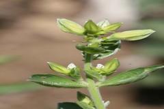 Crotalaria madurensis